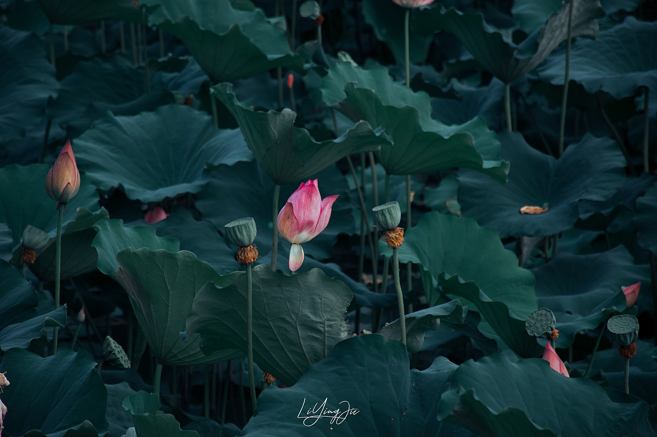 水出芙蓉（图ZMjEzNTkzMzEy） - 产品摄影 - 站酷设计师与海为邻原创素材 - 站酷ZCOOL