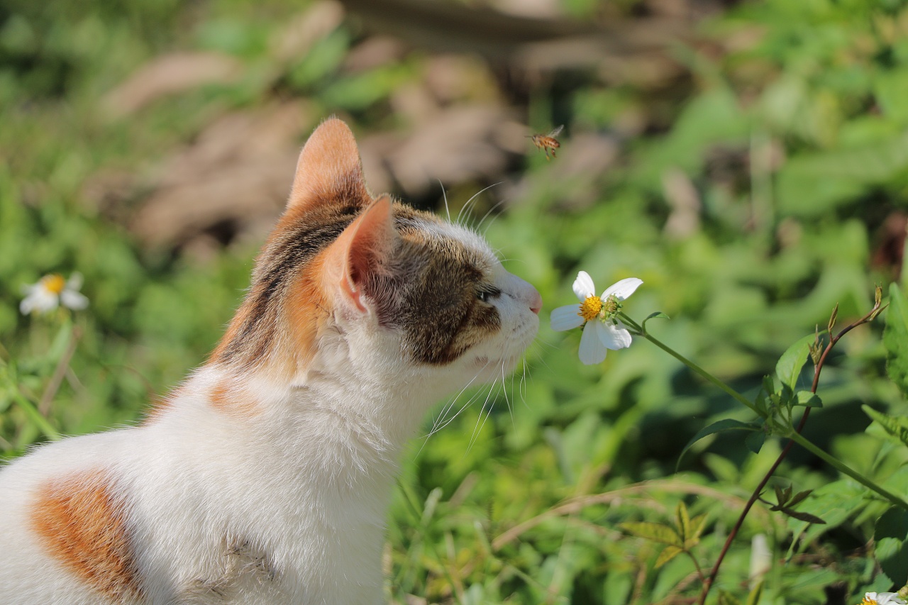潮汕田园猫的日常生活
