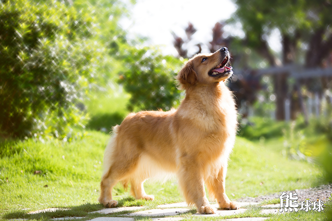 美丽温顺的暖男大金毛写真