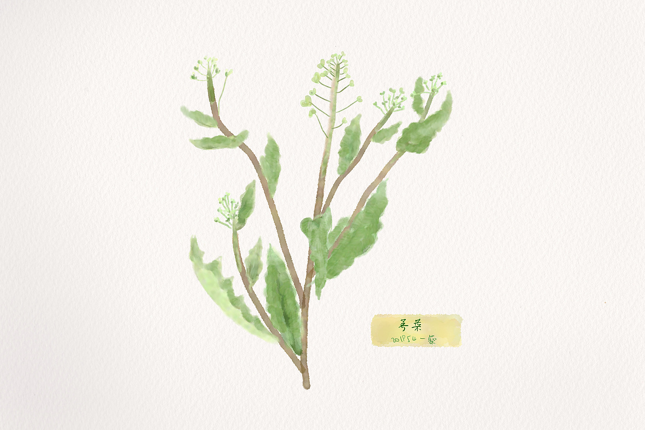 水彩植物系列