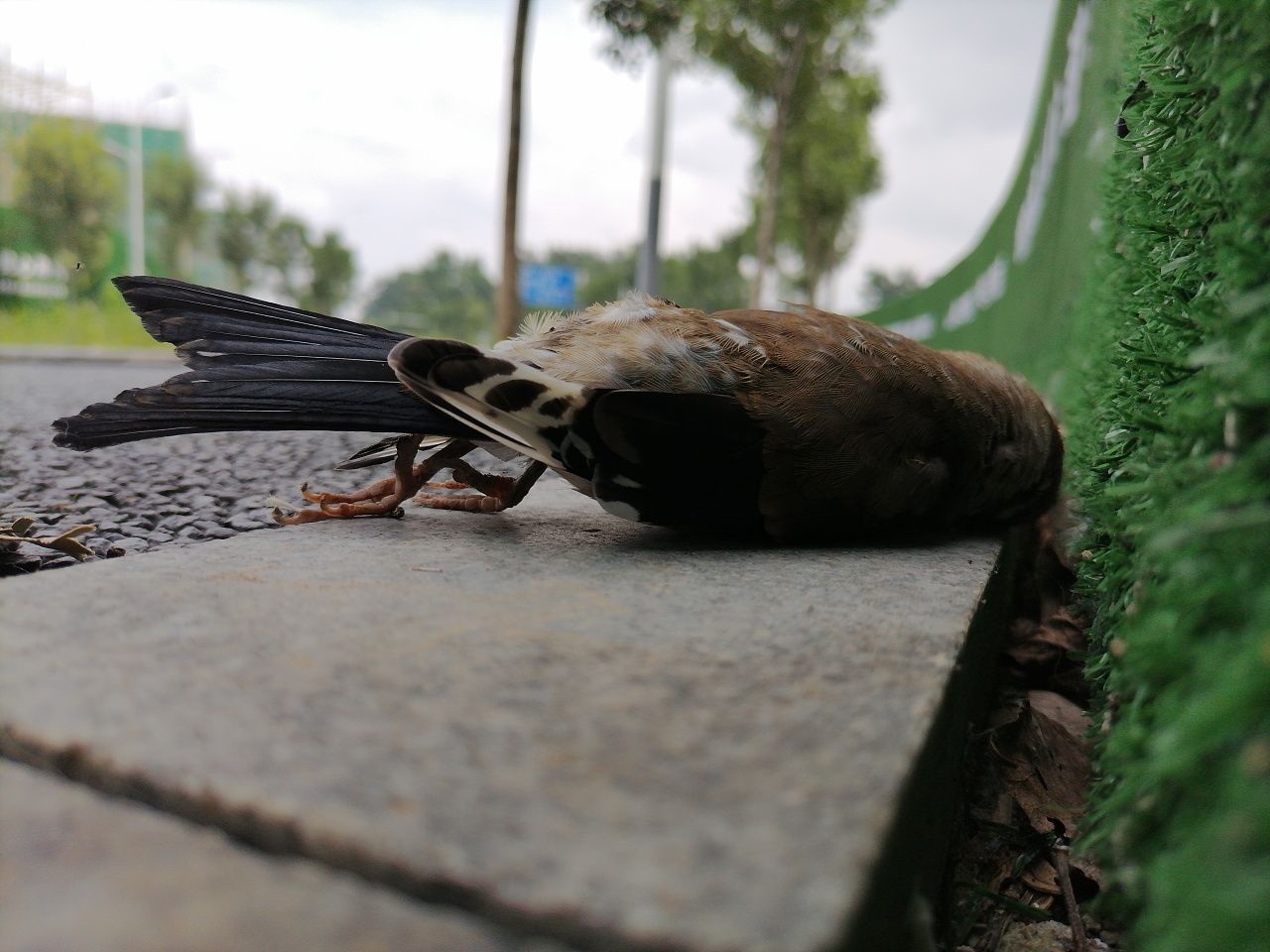 目睹一只鸟的死亡