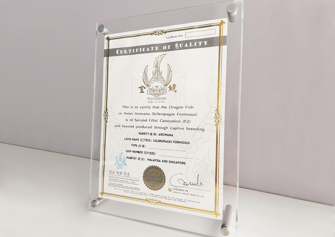 金鯱-龍魚(yú)品牌策劃（圖ZMTkwMzQwMDA0） - 品牌 - 站酷設(shè)計(jì)師一顆白菜啊原創(chuàng)素材 - 站酷ZCOOL