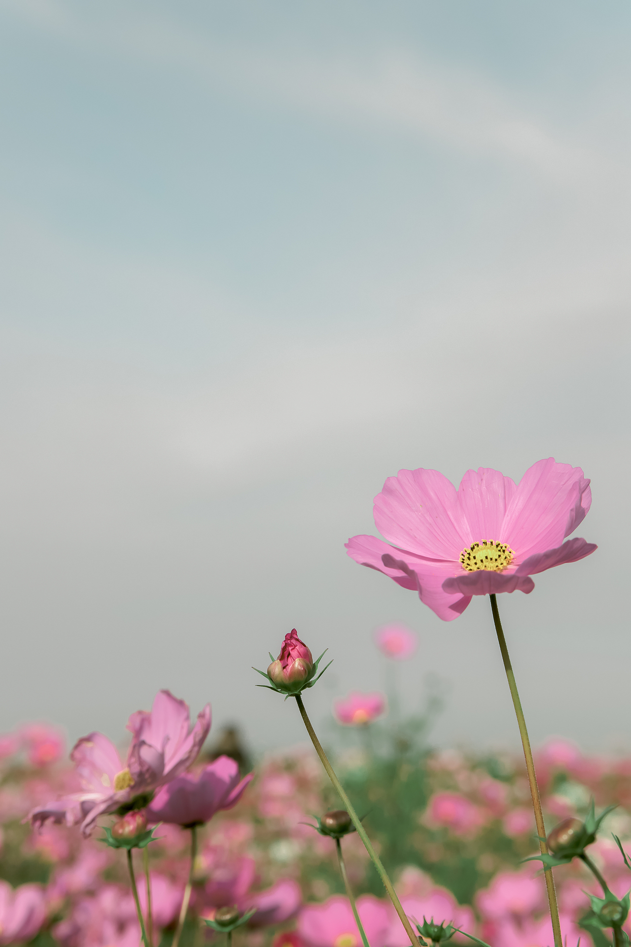风景拍摄，日式调色，草原风景（图ZMTc3NDM0ODAw） - 风光摄影 - 站酷设计师丨多鱼丨原创素材 - 站酷ZCOOL