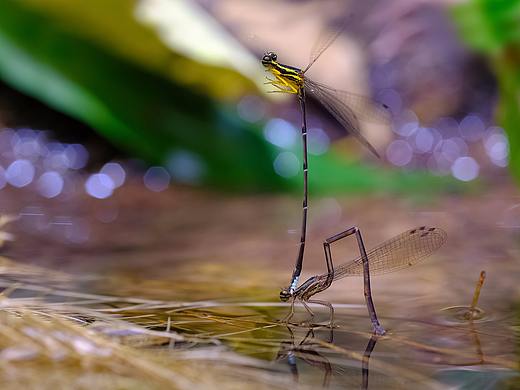 午后小溪边拍了一组【豆娘】