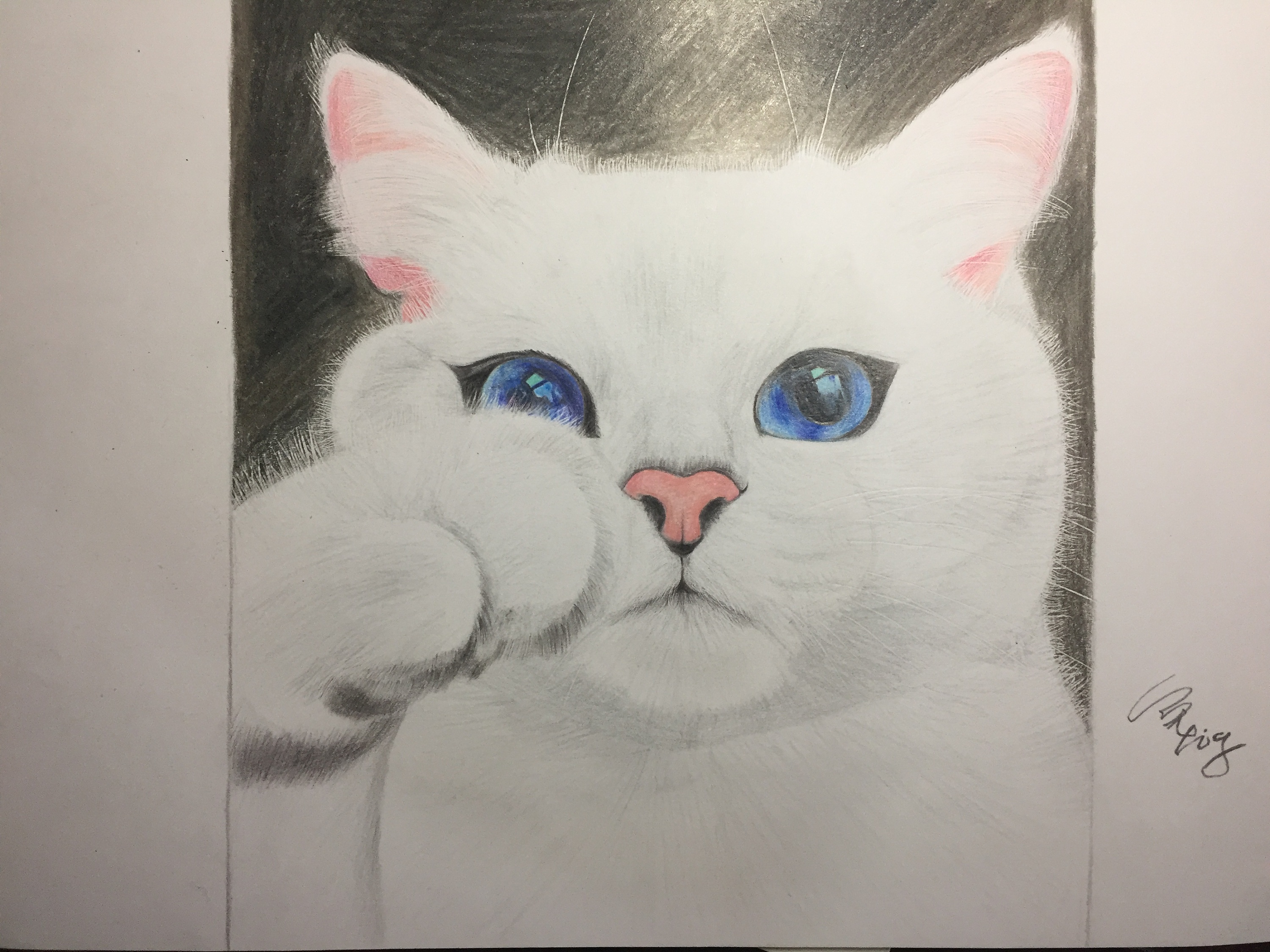 彩铅——白猫