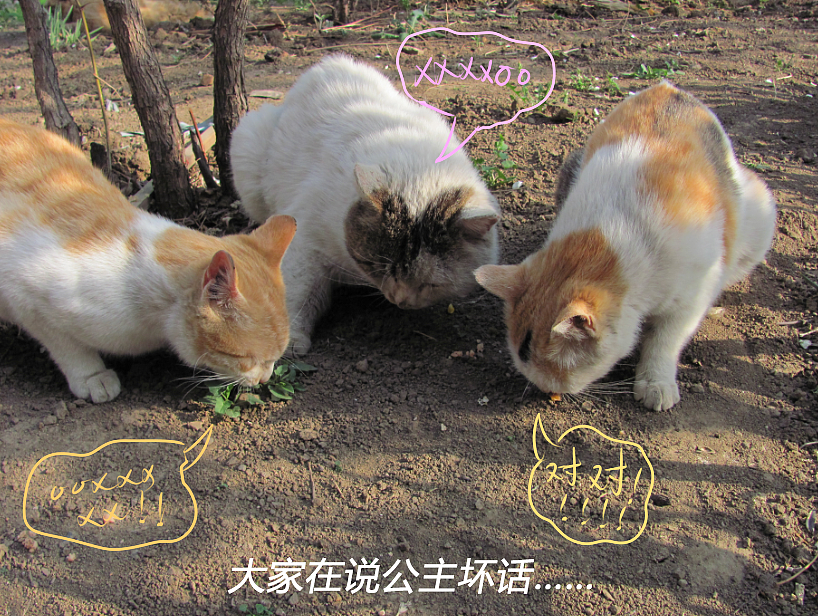 我结交了一群新朋友（图ZMjc2MjE0MjA=） - 文案/策划 - 站酷设计师画师x如也原创素材 - 站酷ZCOOL