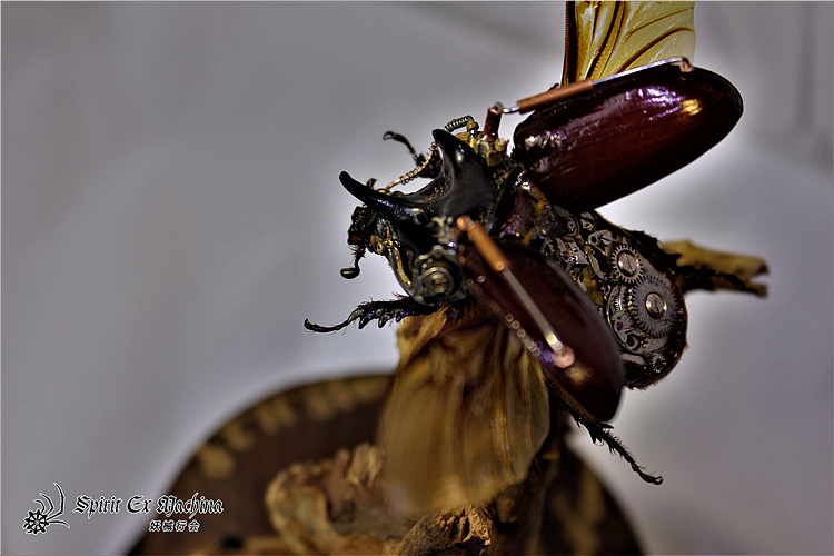 呼啸系列 — 三角龙兜虫 蒸汽昆虫