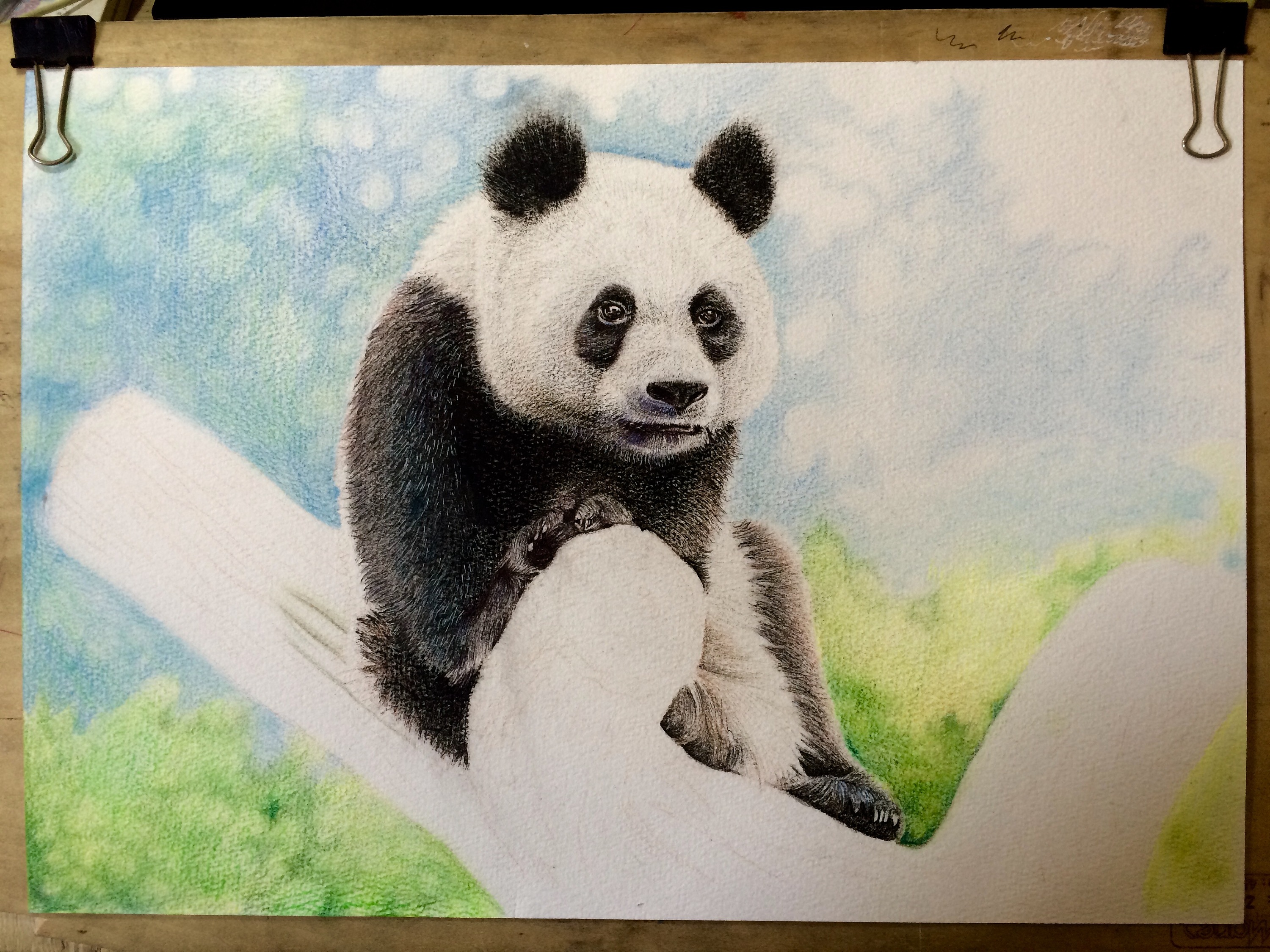 彩铅手绘/熊猫