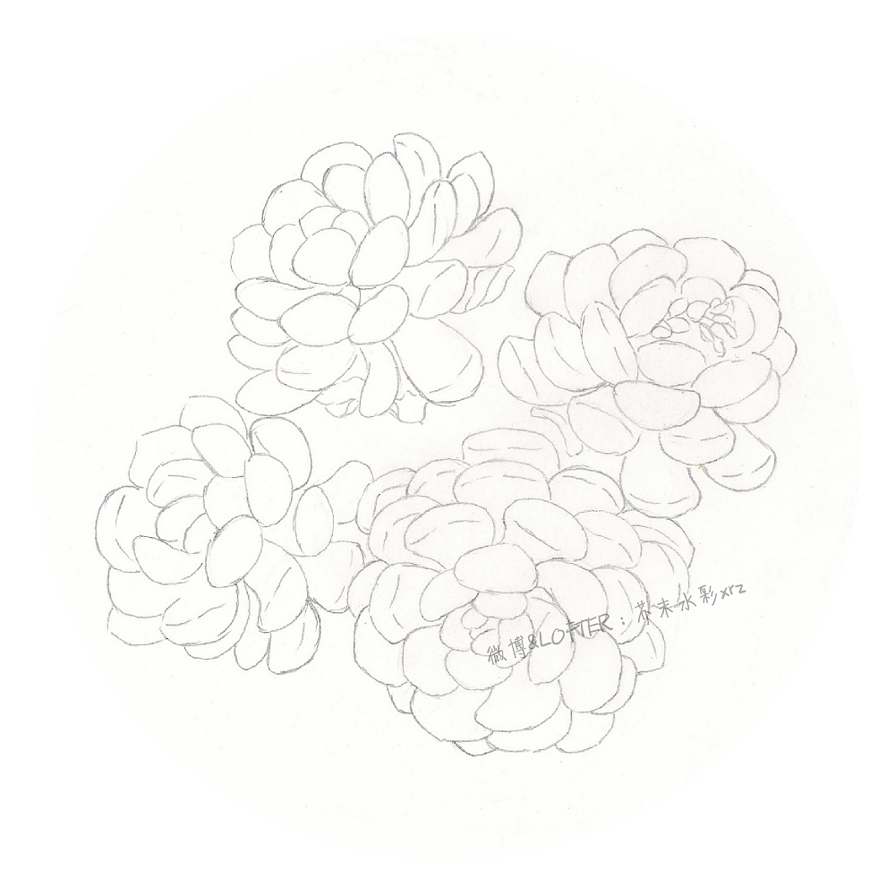 多肉“群生系列”——雪爪