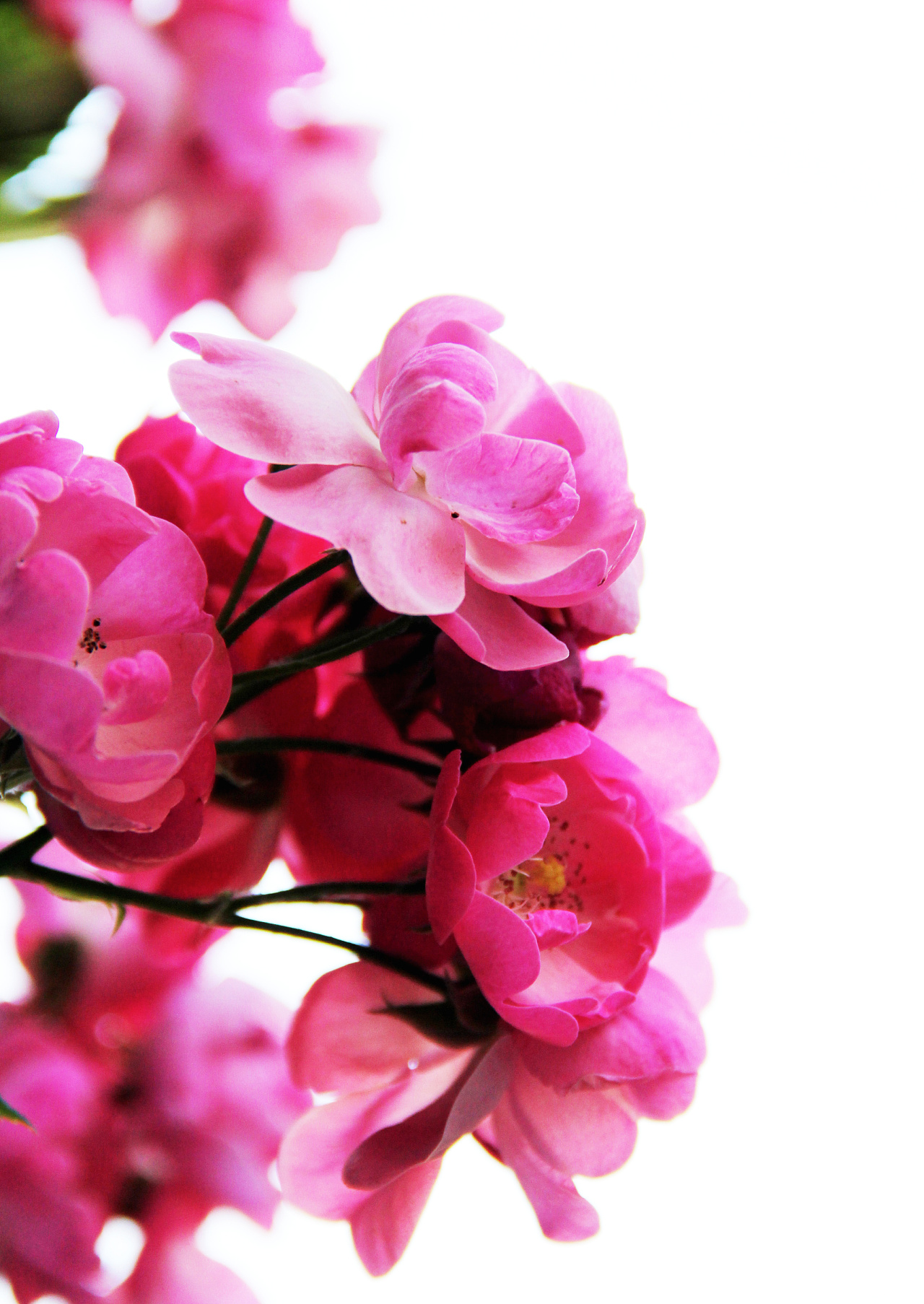 春~花 - 原创作品 - 站酷(zcool)