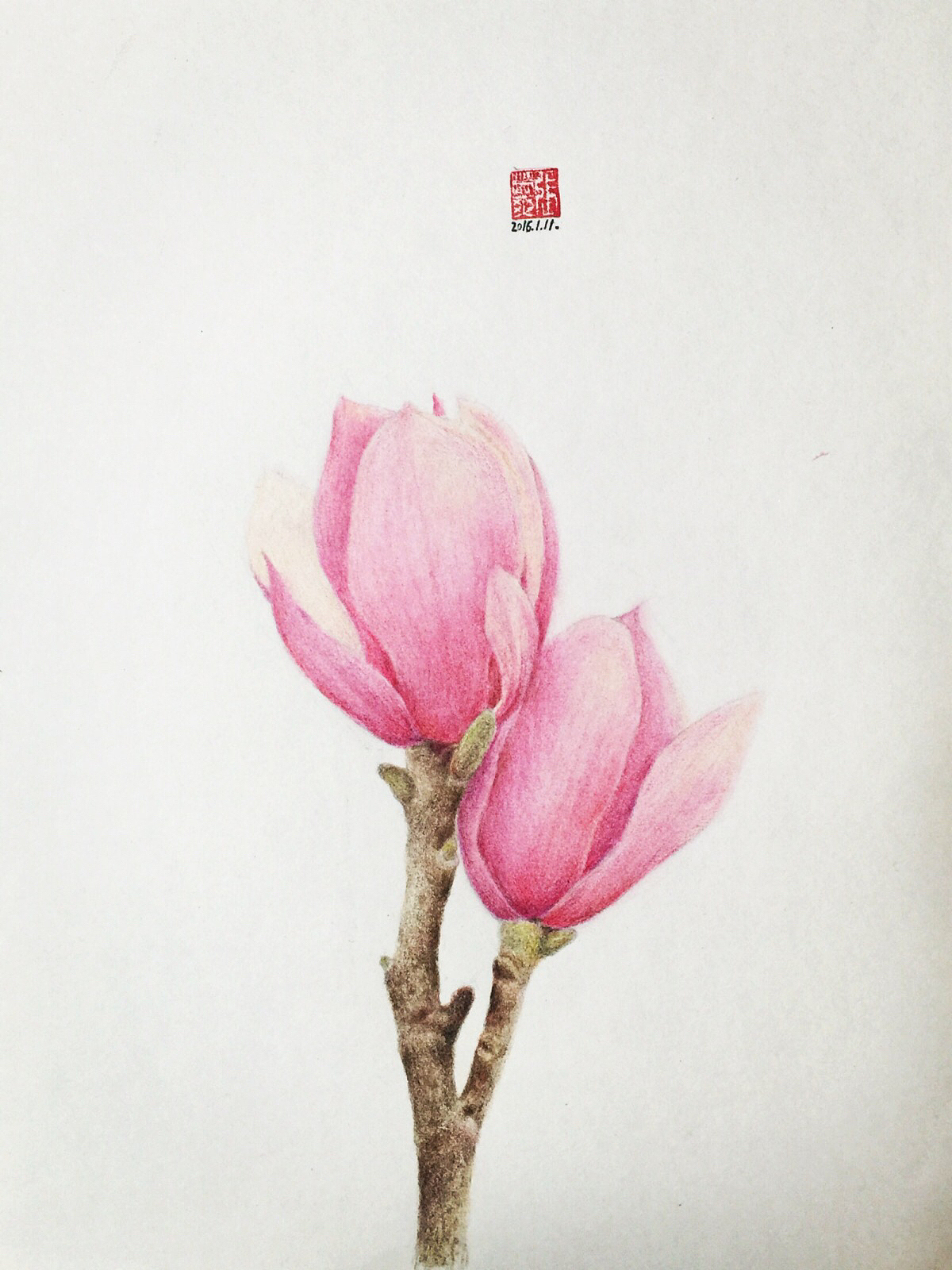 彩铅画—一枝玉兰（图ZNDAzNDk1NTI=） - 绘画 - 站酷设计师菜菜小白zxs原创素材 - 站酷ZCOOL