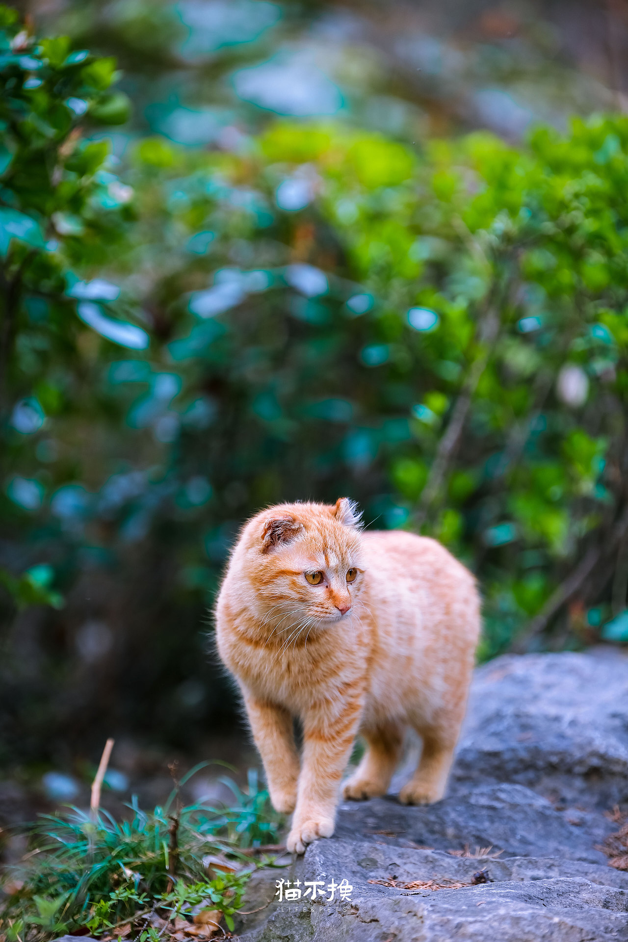 加拿大山猫高清摄影大图-千库网