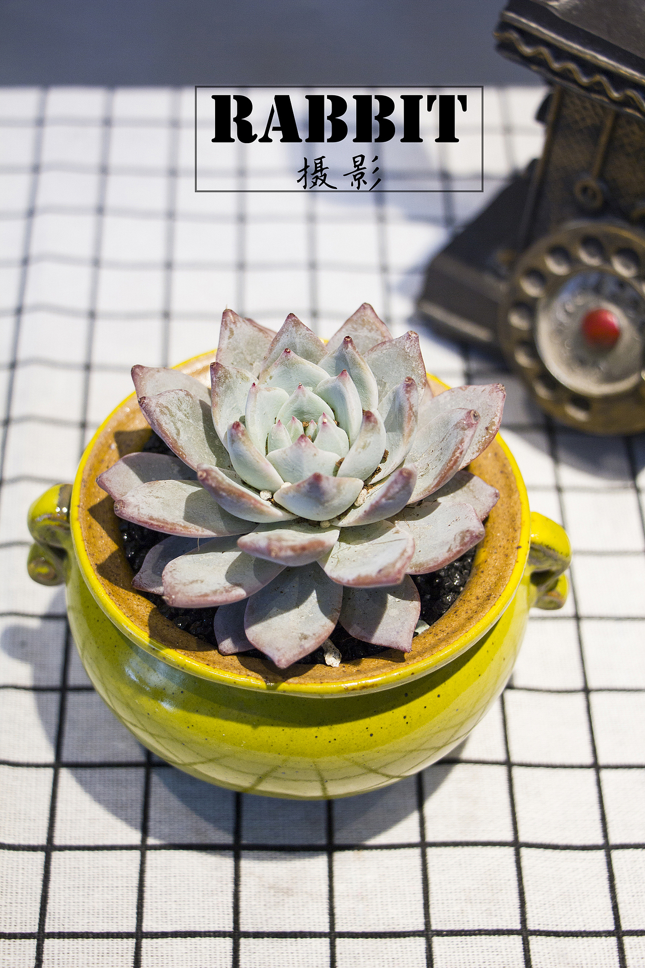 摄影（多肉植物（图ZMTA0MDIzMDMy） - 产品摄影 - 站酷设计师w视角原创素材 - 站酷ZCOOL