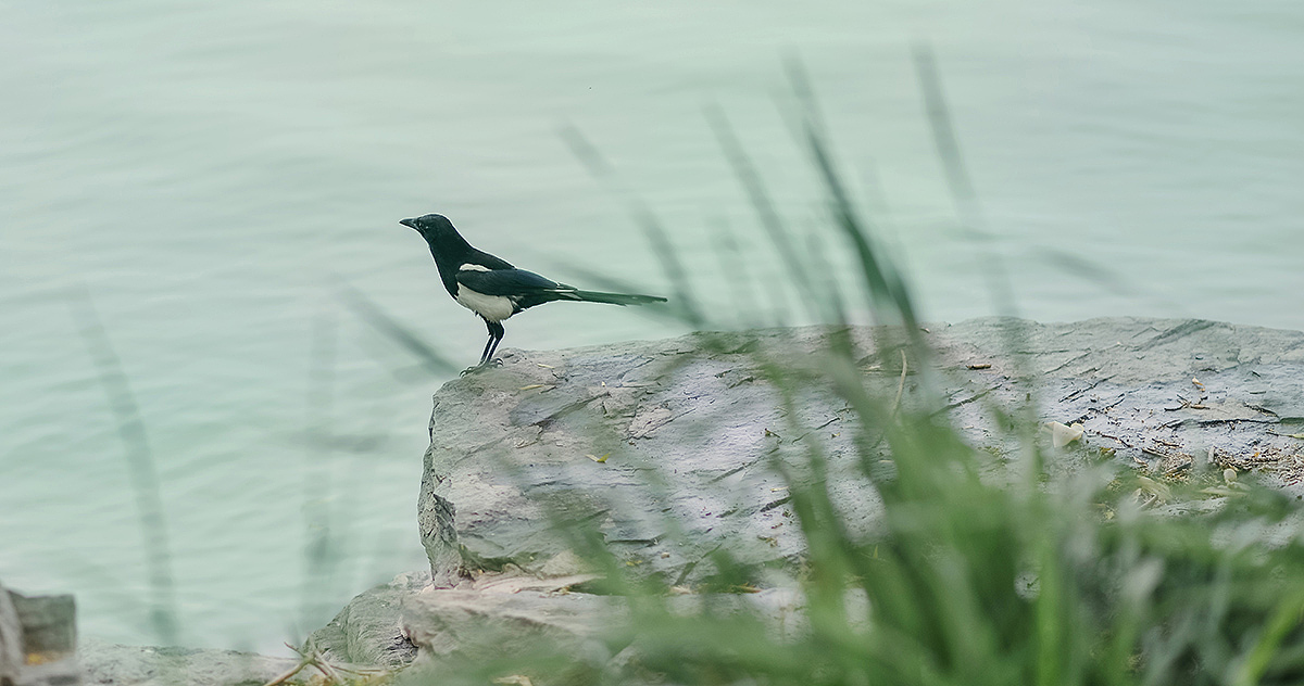 【汉服】风莲入梦