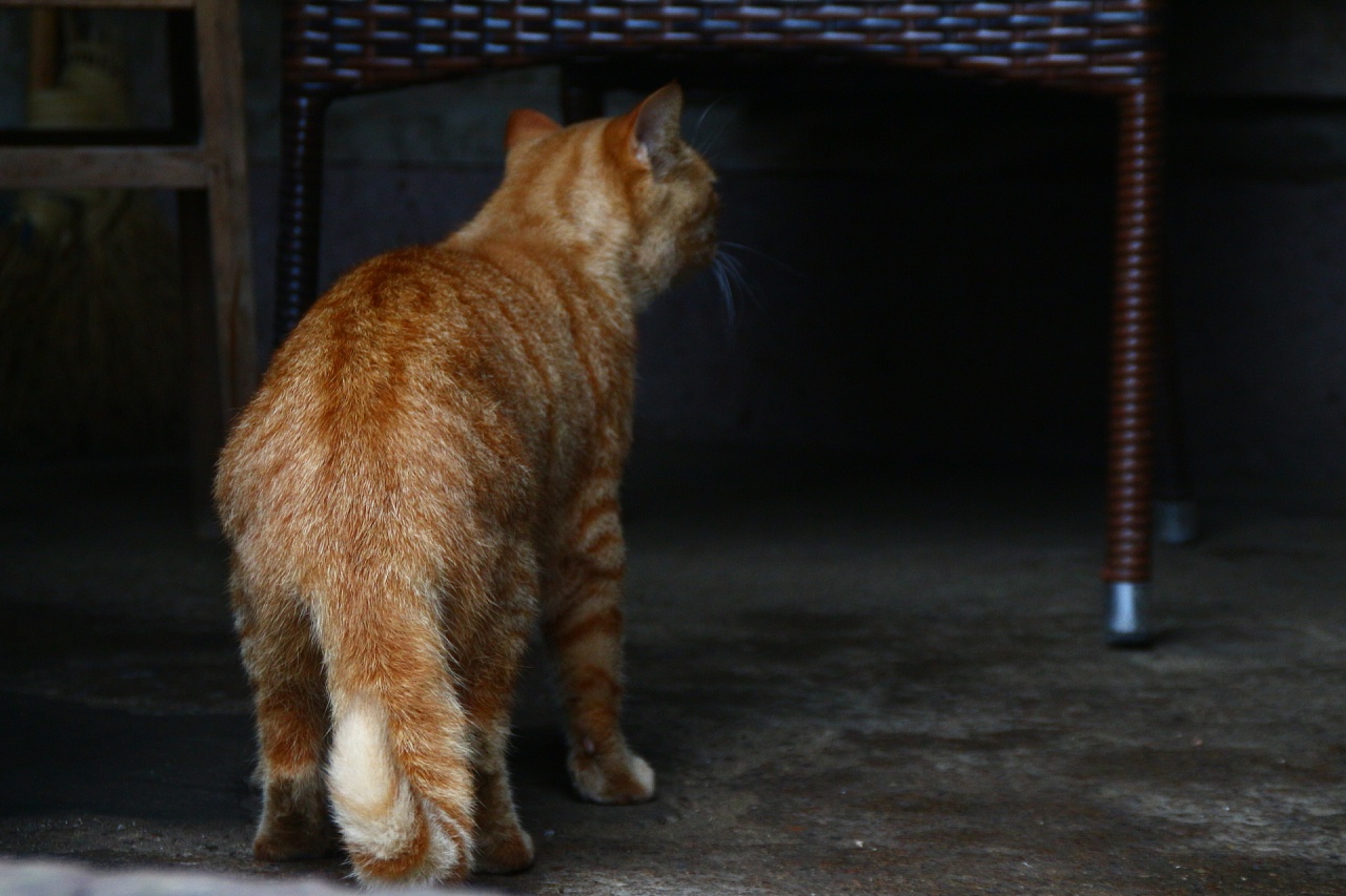 独立行走的老猫