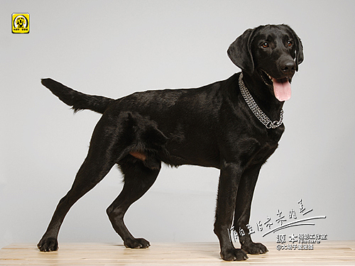 拉布拉多&nbsp;寻回犬