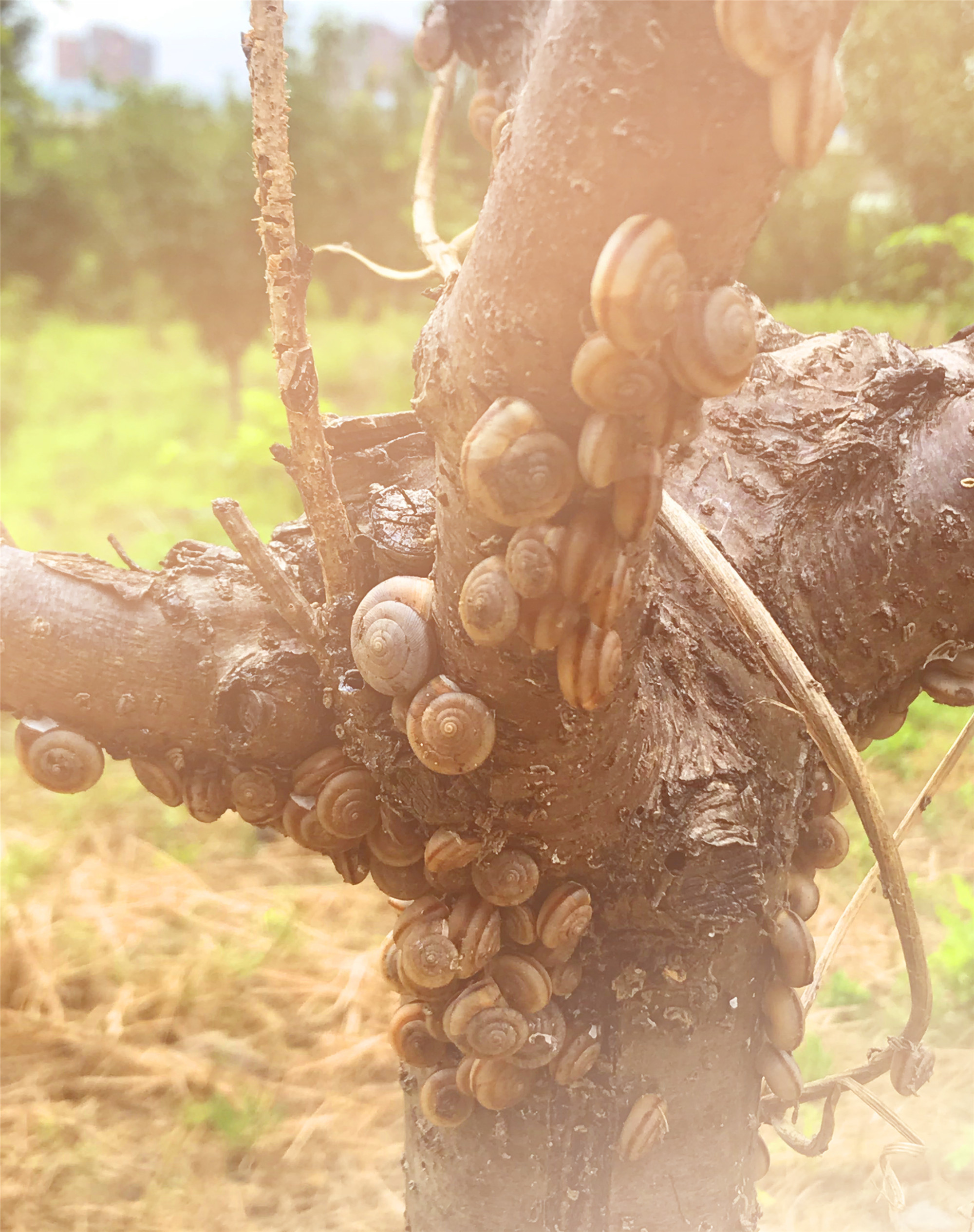 刘勇良手机纪实摄影:蜗牛上树