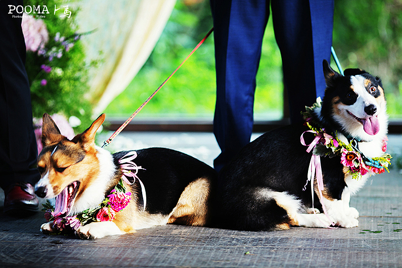 最亮的星－果园婚礼跟拍