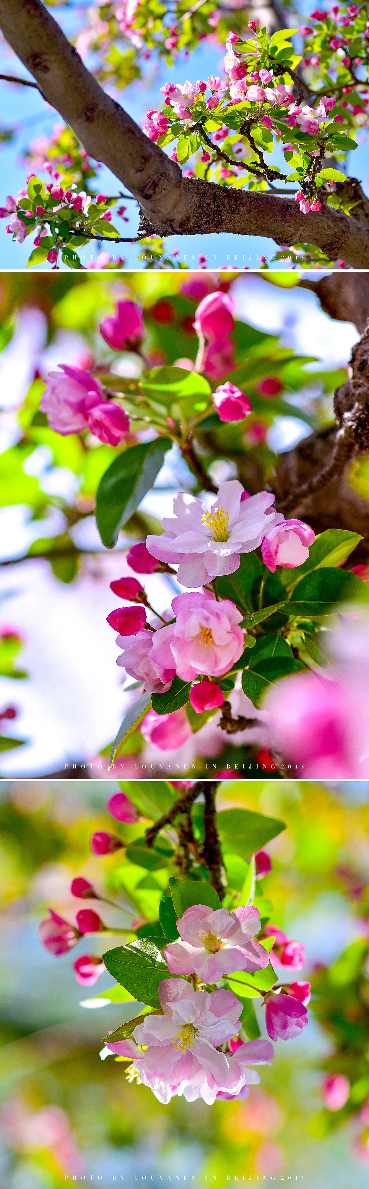 海棠花绽放|摄影|风光摄影|哆咦dot_原创作品-站酷zcool