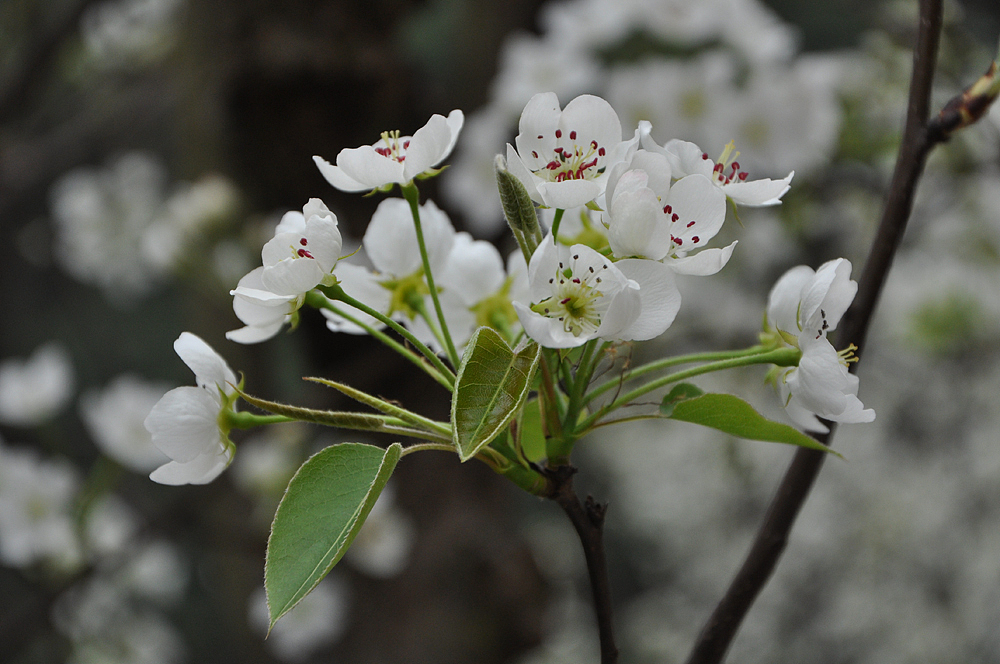 成都-龙泉-桃花山（图ZMTQ3NzgwMjA=） - 风光摄影 - 站酷设计师爱摄影的少年斌帅原创素材 - 站酷ZCOOL