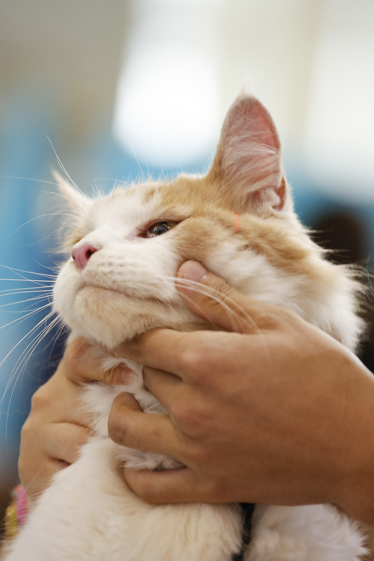 2019年5月广州琶洲华南宠物用品展