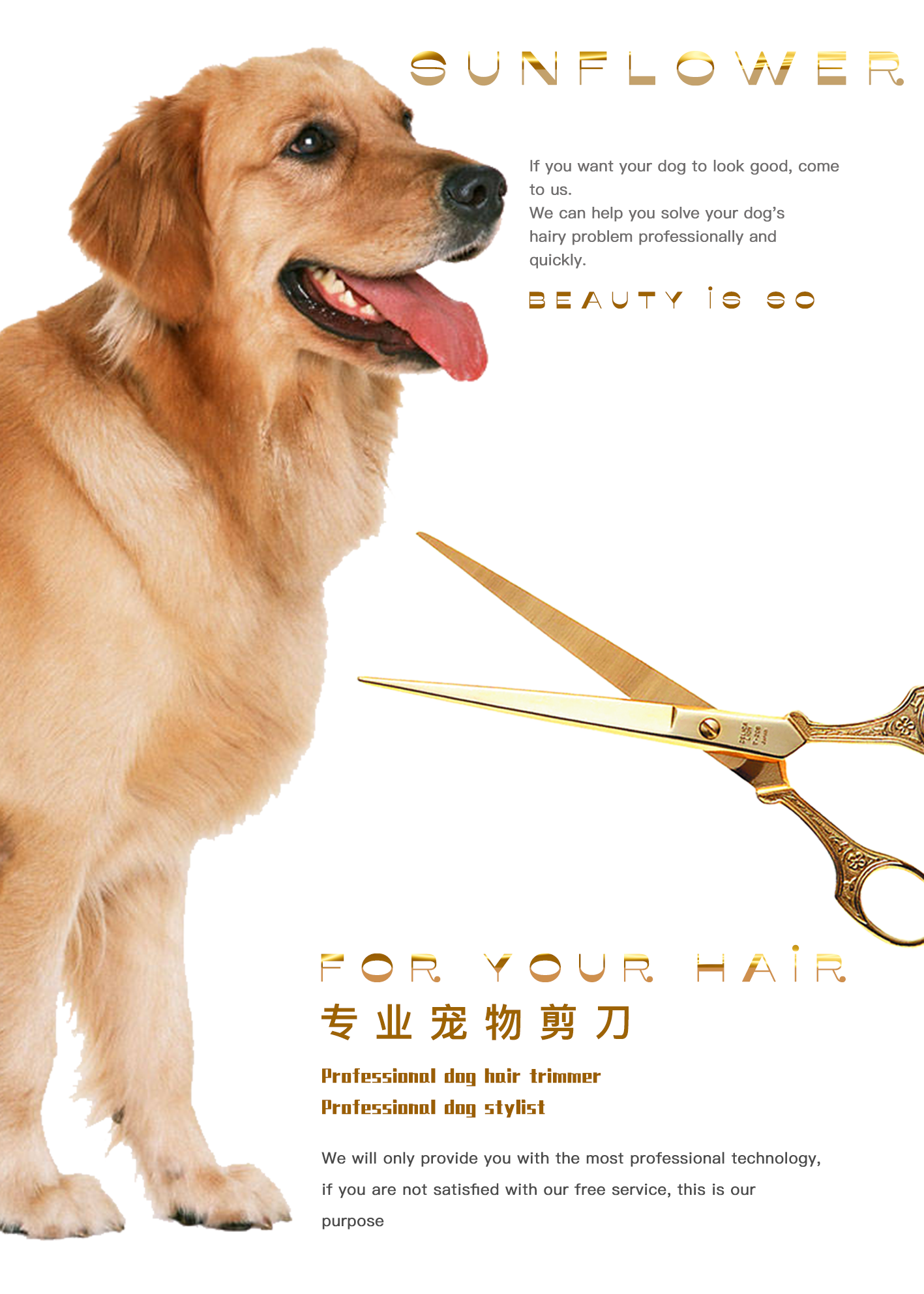 宠物狗海报|平面|海报|陈二十三 - 原创作品 - 站酷 (ZCOOL)