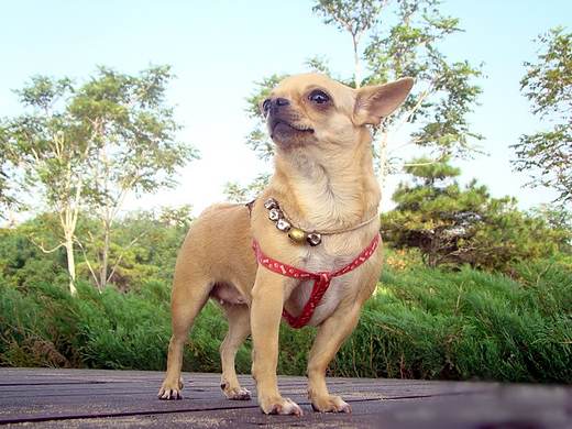 摄影《喵星人和汪星人》