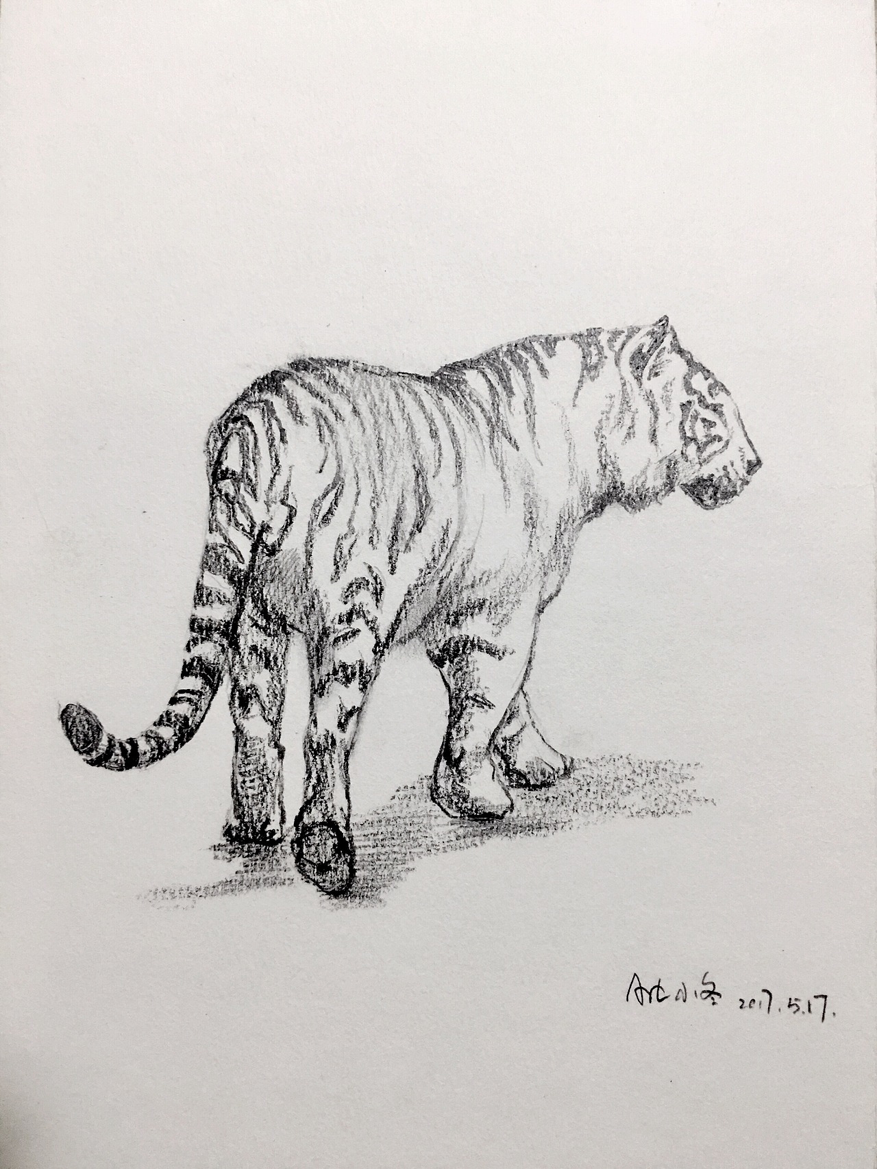 速写《动物世界》