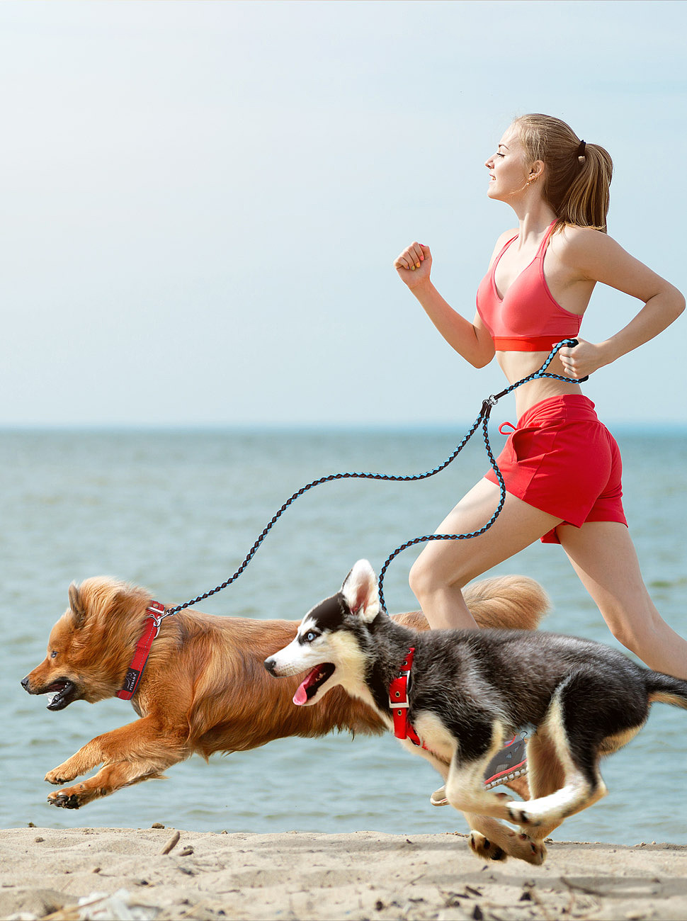 宠物产品场景图合集