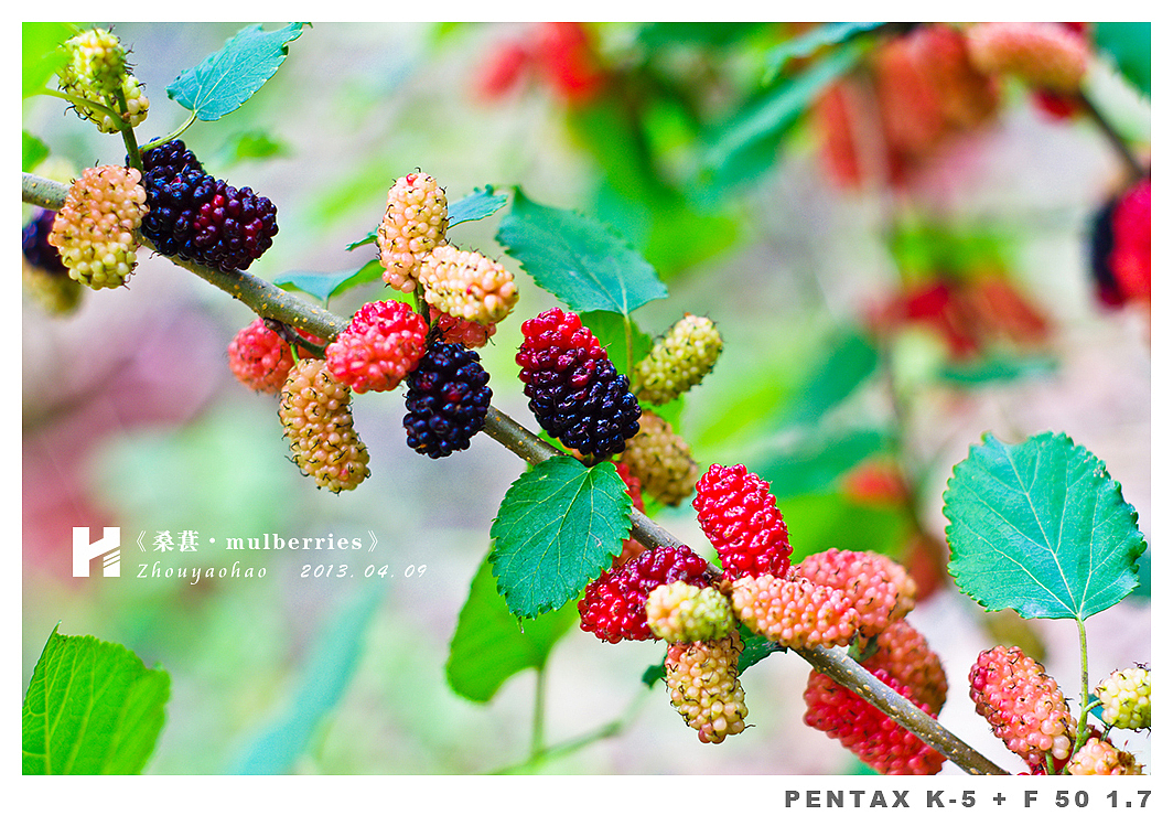 《桑葚.mulberries》（图ZODk2MDQ2MA==） - 产品摄影 - 站酷设计师haodychou原创素材 - 站酷ZCOOL