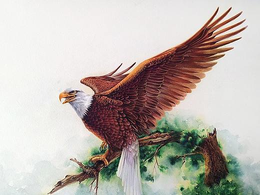 彩铅鹰