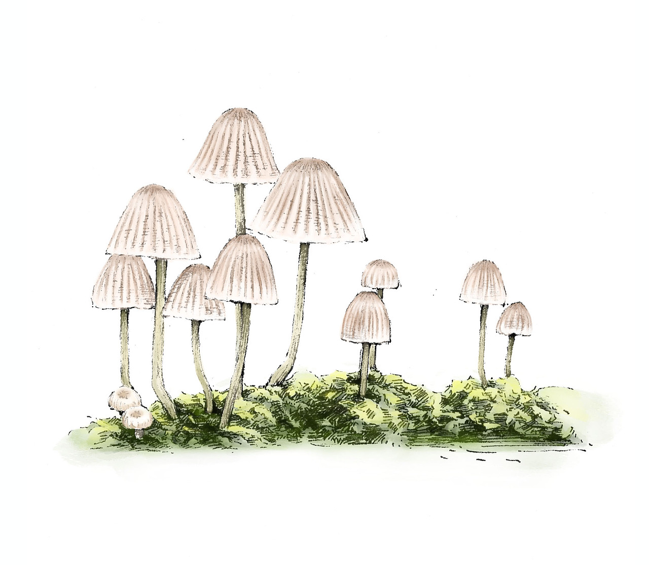 植物 钢笔画（图ZMzU3Njk0ODQw） - 绘本 - 站酷设计师胜胜呀原创素材 - 站酷ZCOOL