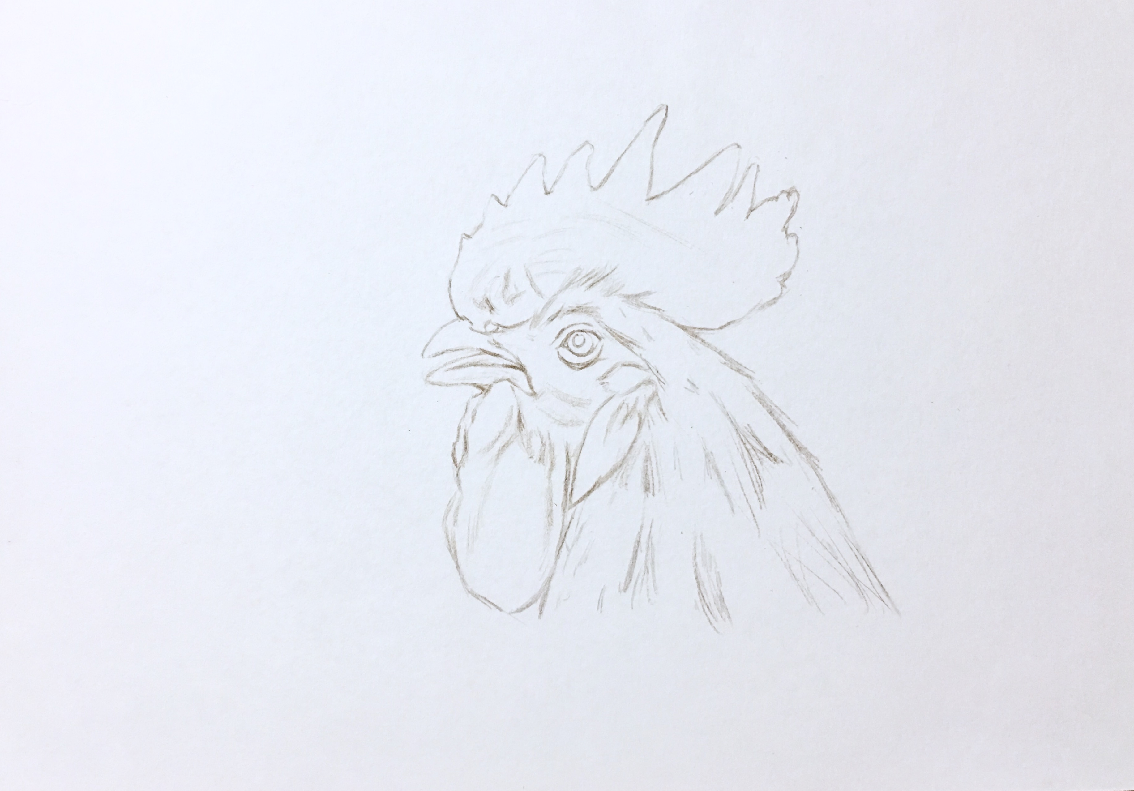 鸡头正面简笔画图片