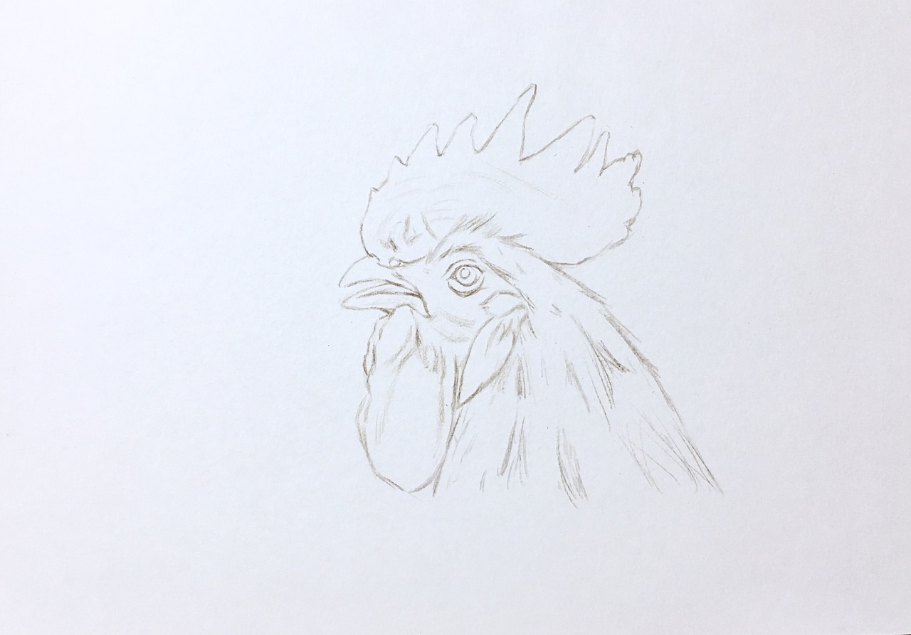 鸡头正面简笔画图片