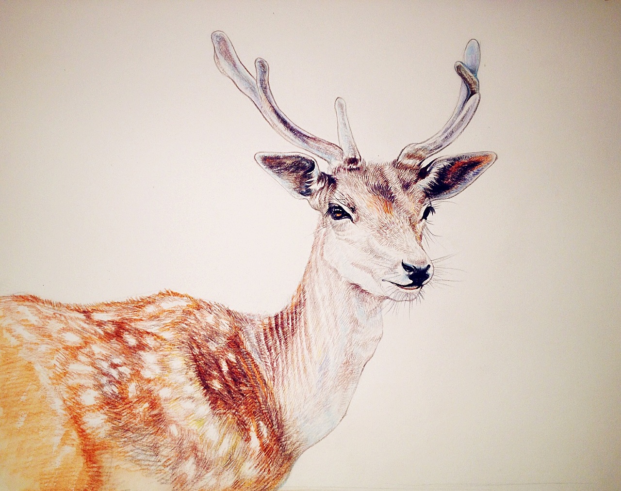 彩铅作品——鹿