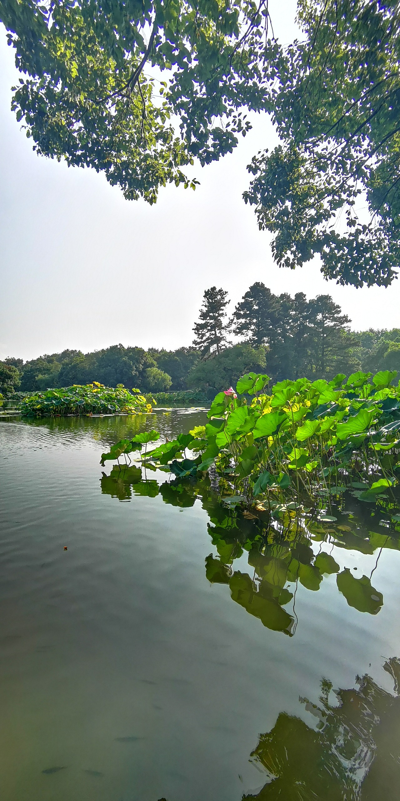 西湖风光 手机摄影