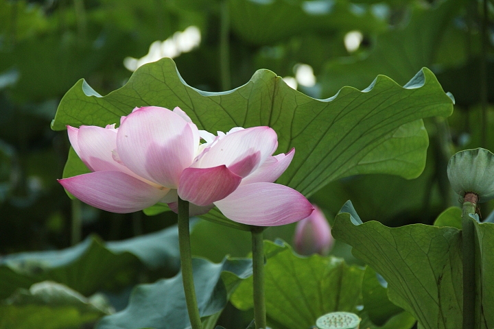 2013-立秋后的-荷