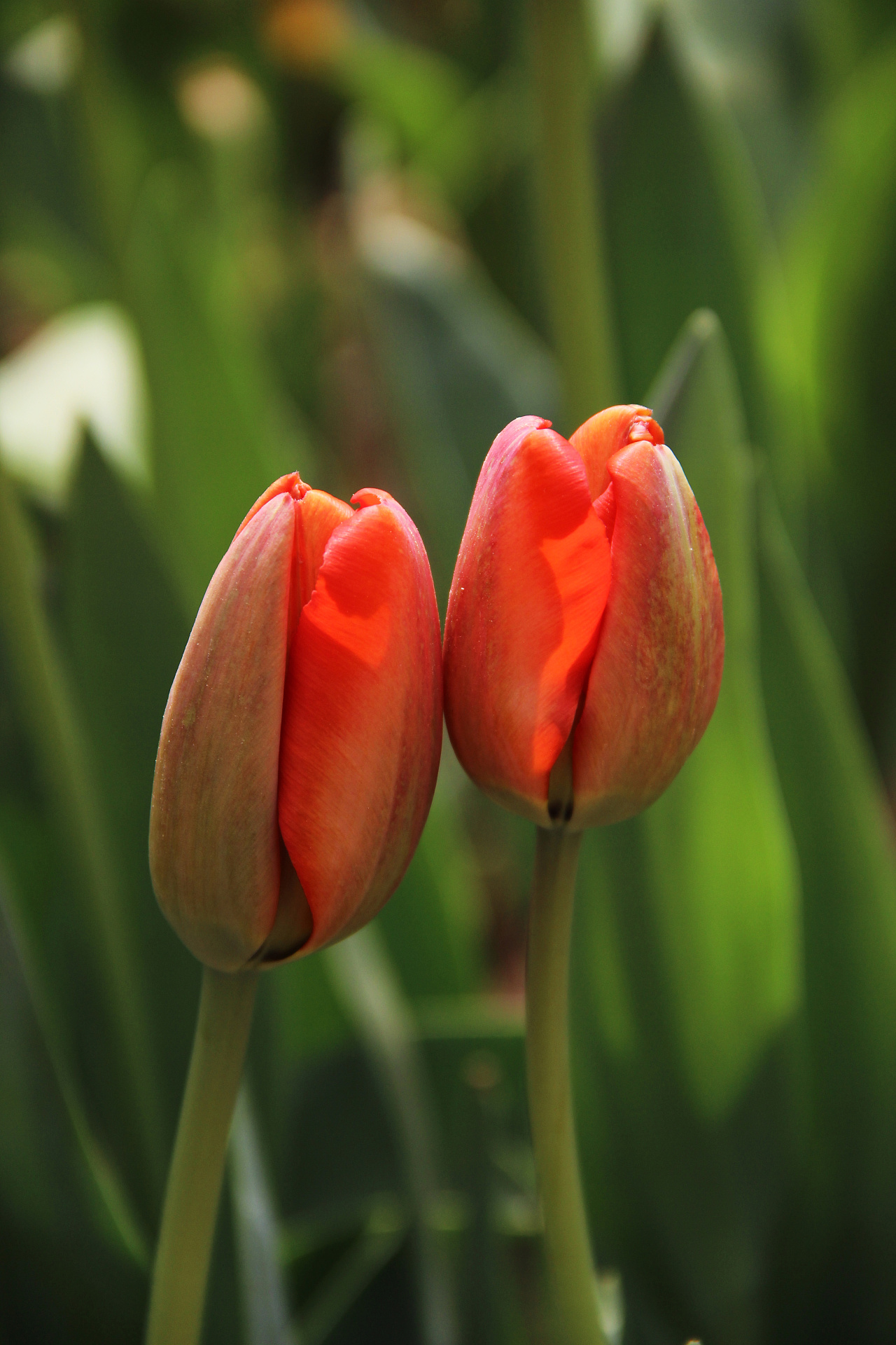 花卉摄影 郁金香