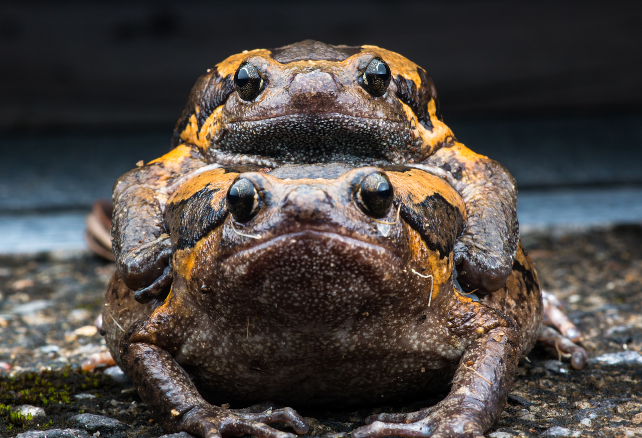 鼎鲜哒美蛙鱼头火锅 森林系里的小文艺|鱼头|美蛙|森林_新浪新闻