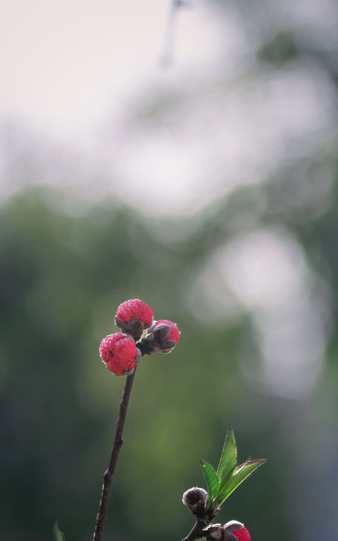 壁纸（图ZMzM0NDIwNTcy） - 风光摄影 - 站酷设计师pcghtudou原创素材 - 站酷ZCOOL