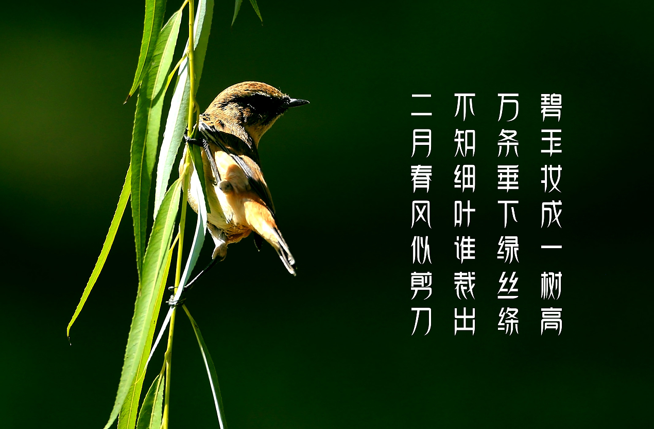 江南春柳体（图ZODU5NDM4MTI=） - 字体/字形 - 站酷设计师禾思设计原创素材 - 站酷ZCOOL