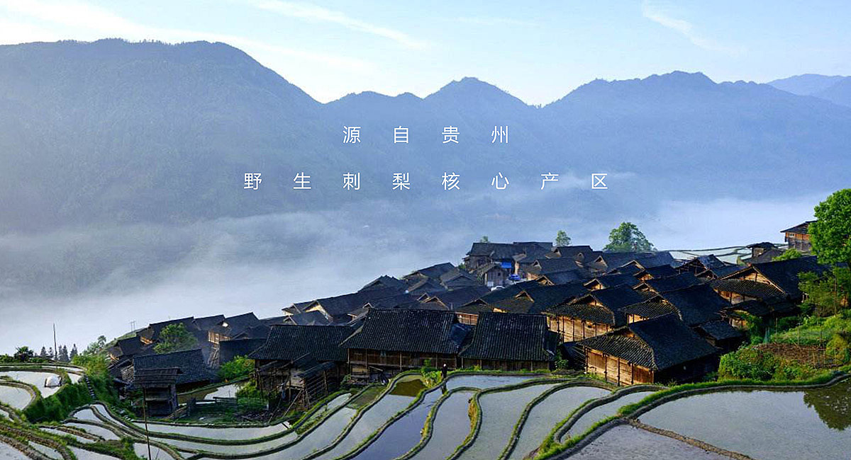 包装设计 - 刺力王果味饮料(图ZMTYyNjE1MDY4) - 包装 - 站酷设计师成都包装设计公司原创素材 - 站酷ZCOOL