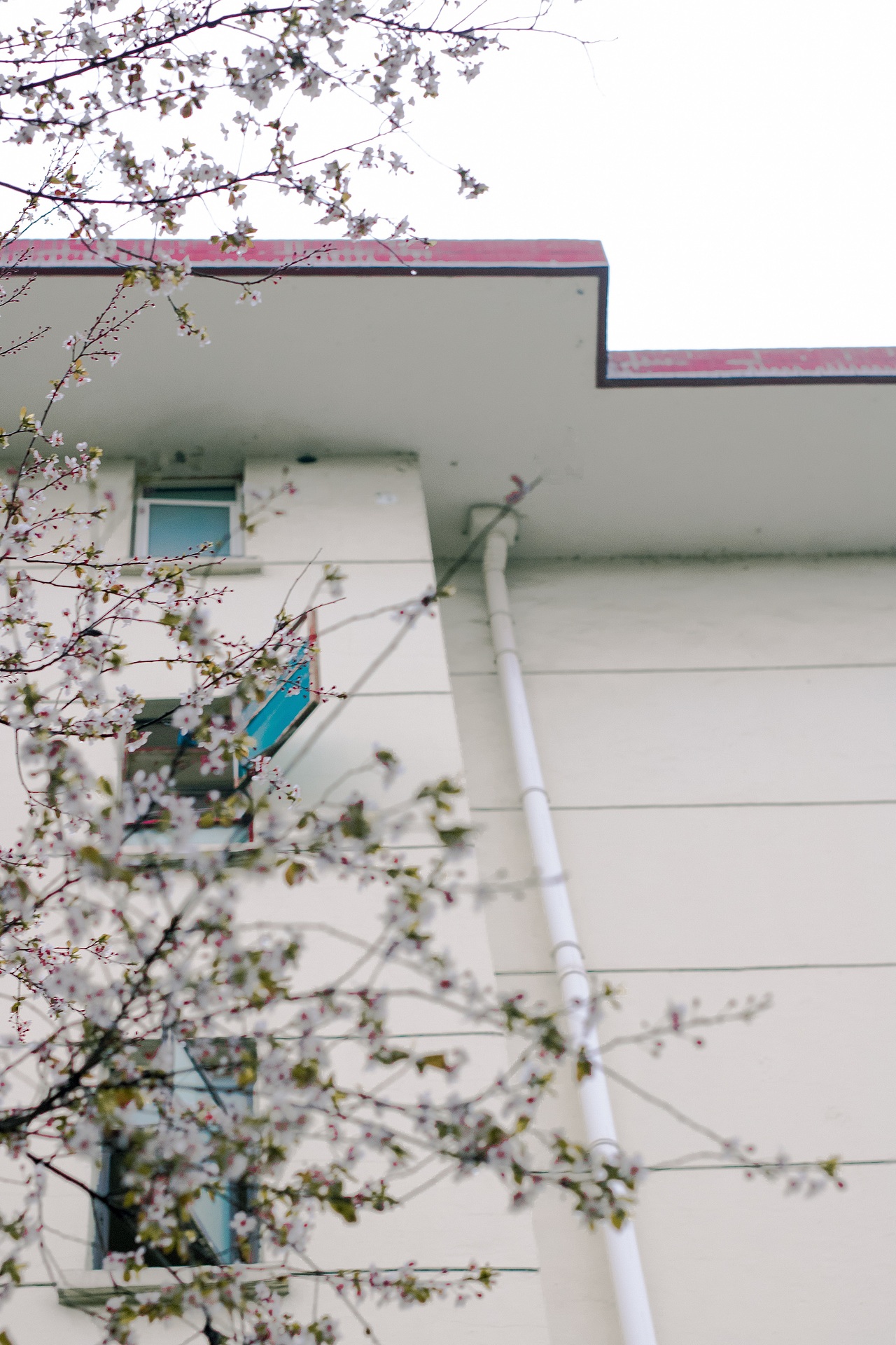 翻去年小區(qū)的春天，今年的春天花也要開啦！~（圖ZMTA2MTA2ODA0） - 人文/紀(jì)實(shí)攝影 - 站酷設(shè)計(jì)師正在做任務(wù)原創(chuàng)素材 - 站酷ZCOOL