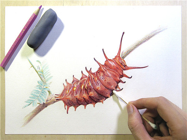 纸上彩铅--《凤蝶幼虫》过程随录（图ZMTM1NTczNzI=） - 绘画 - 站酷设计师超超的青葱原创素材 - 站酷ZCOOL