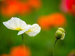 春花爛漫：拍攝于成都植物園