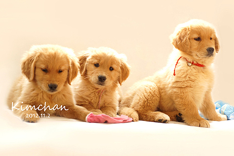 超级无敌可爱萌的金酱