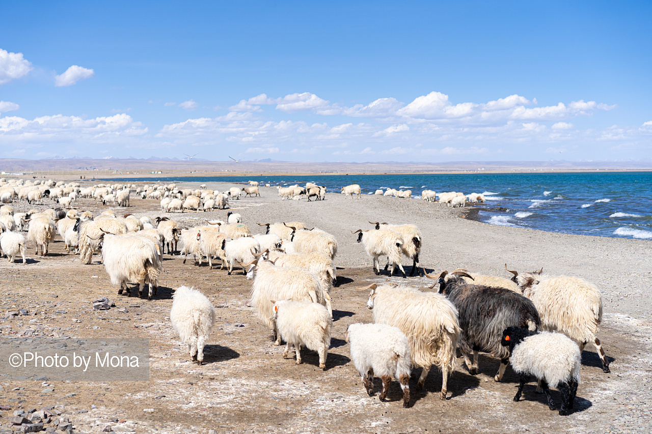 让我们一起去看青海湖的羊|摄影|风光摄影|摄影师萧萧mona - 原创作品