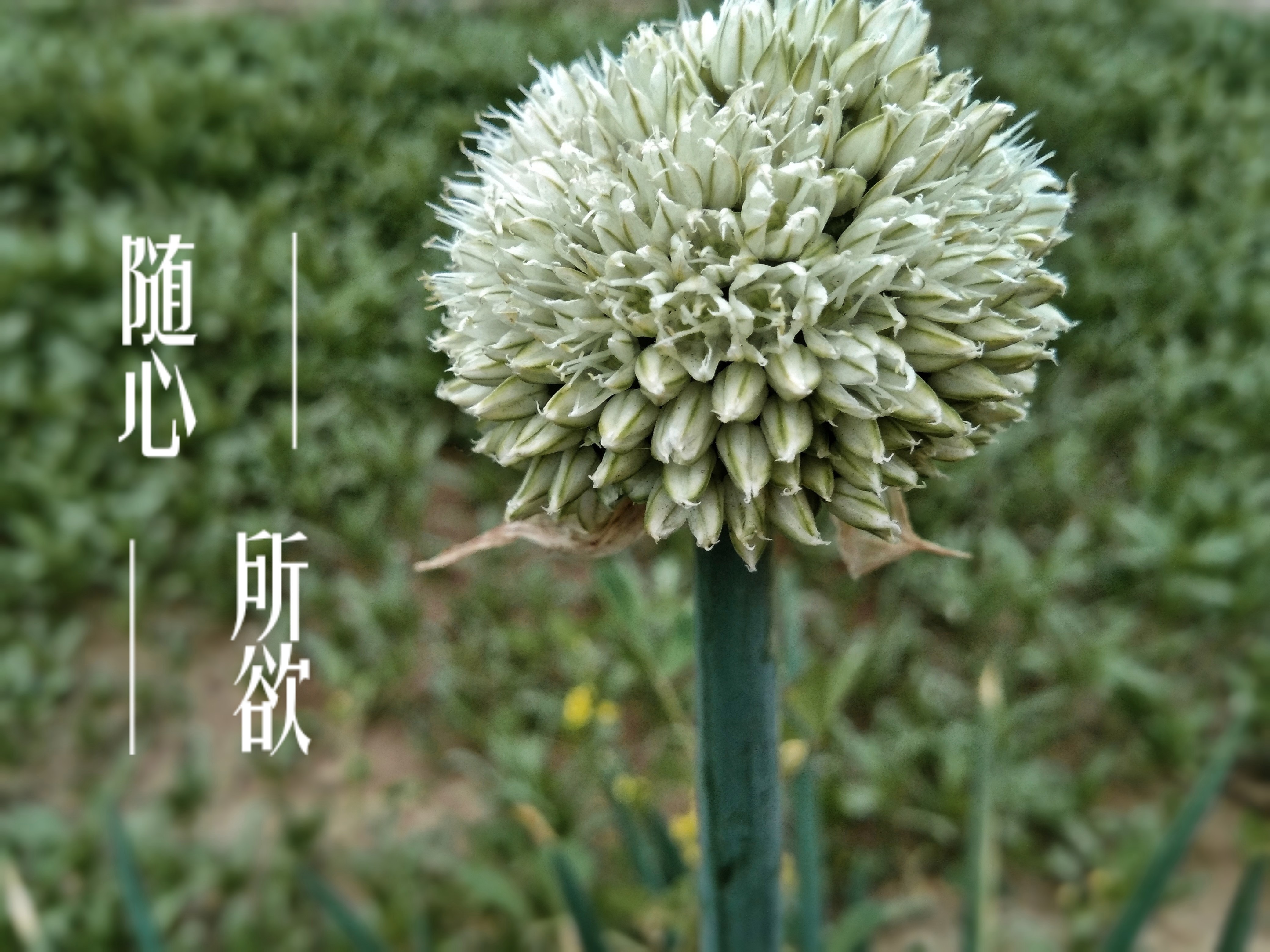 科学网—家属区漫步赏花（8）：大葱开花 - 徐长庆的博文