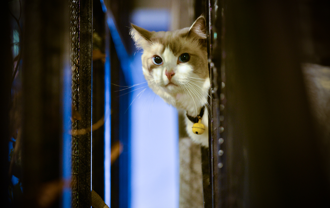 深圳宠物摄影-珀珀宠影之布偶猫（图ZMTIwNTM3MTM2） - 宠物摄影 - 站酷设计师珀珀视觉原创素材 - 站酷ZCOOL