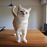 山里的橘猫的头像